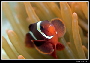 spine-cheek clown fish ... by Daniel Strub 